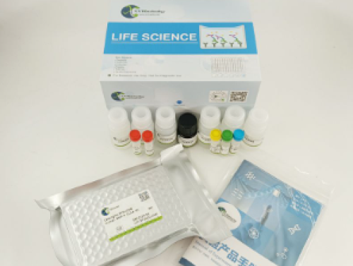Rat PLP1 (Myelin Proteolipid Protein) ELISA Kit for Laboratory Research