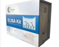 Rat PLP1 (Myelin Proteolipid Protein) ELISA Kit for Laboratory Research